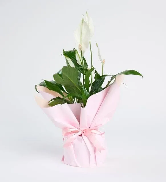 Spatifilyum – Masal's Flower Garden
