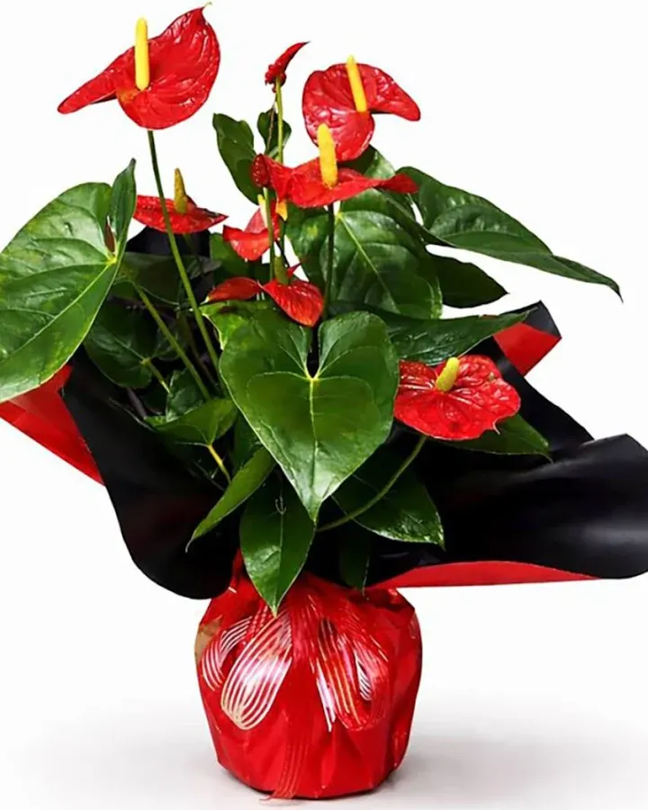Antoryum – Masal's Flower Garden