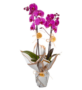 Çift Dal Mor Orkide