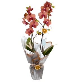 Ateş Kırmızısı Çift Dal Orkide